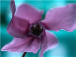 Фиолетовый цветок

